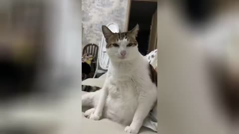 Random Cats & Dogs