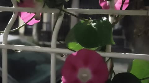 😘 🌸 FLORECITA 🌼🌷 MORADA & LA 🎙 CANCIÓN: 🥰 #Misty - 👱‍♀Lesley Gore
