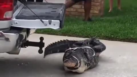 Only in Florida 🐊 Alligator knocks out the trapper after he tries to desensitize it