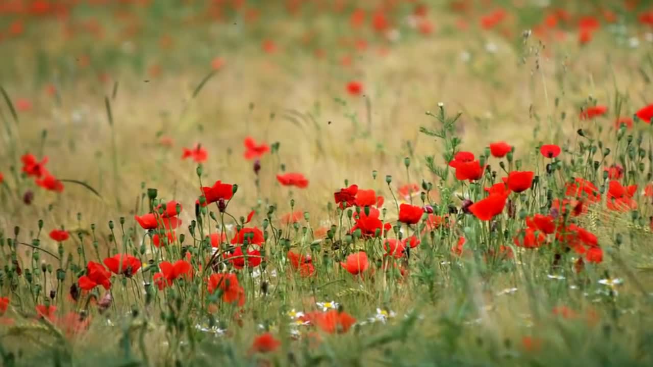 "ДО ТЕБЕ ЙДУ... " християнська пісня , Tanya Navrotski