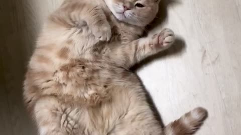 You lazy cat, lie in the middle of the room!