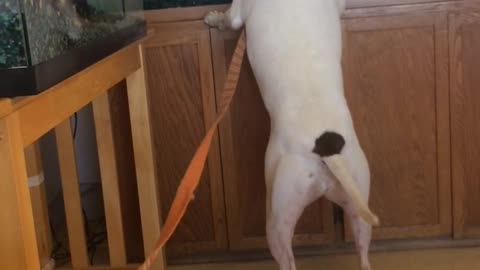 Dog looking at fish in fish tank and hitting glass