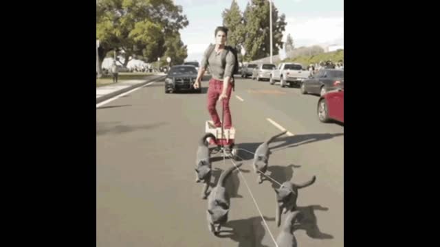 Gif video of cats pushing their owner