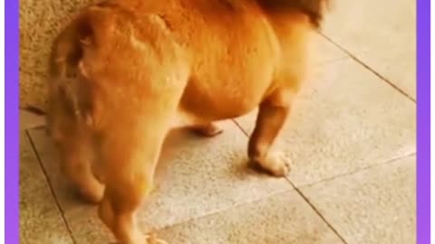 SMART AND FUNNY DOG🐶🤣Best funny videos🙈