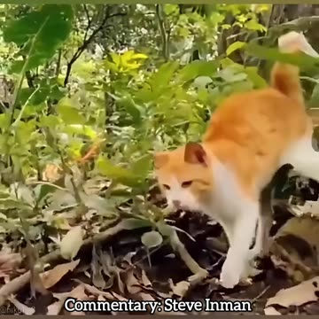 Cat vs Snake