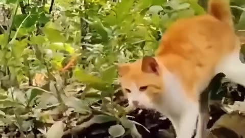 Cat vs Snake