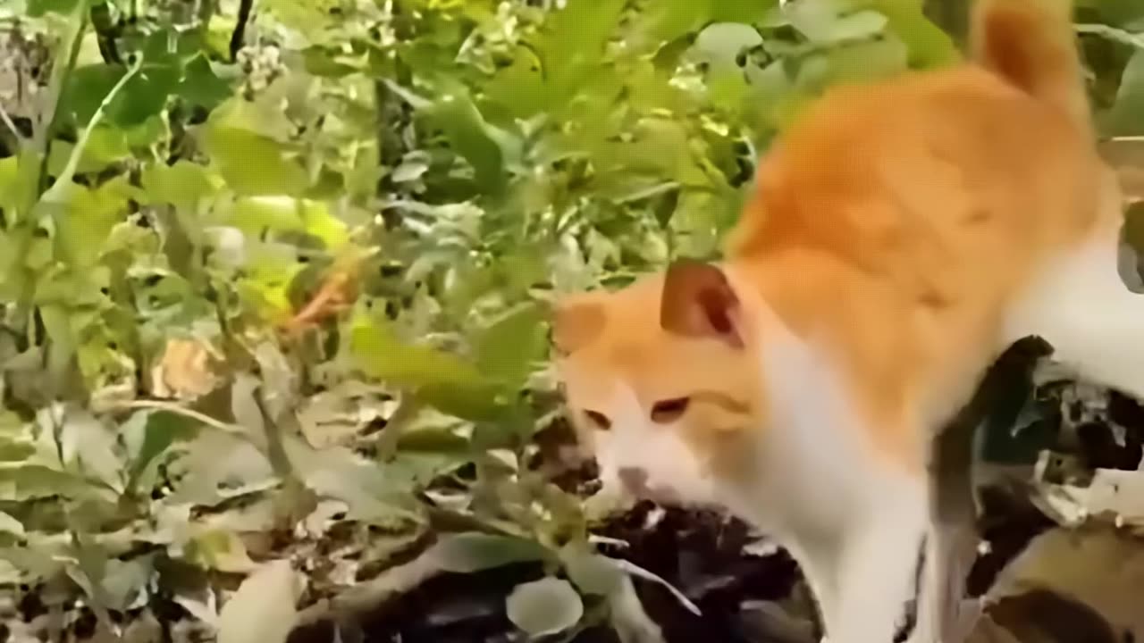 Cat vs Snake