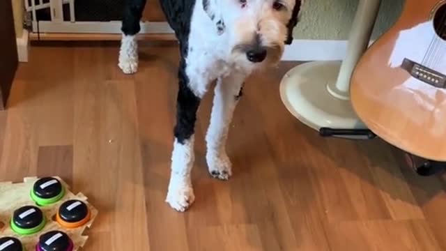 A Lovely Puppy