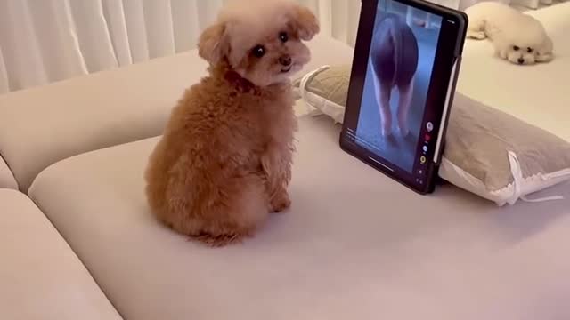 Why does it laugh