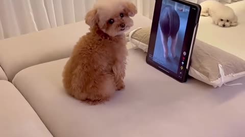 Why does it laugh