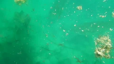 A Big Fish Swims By