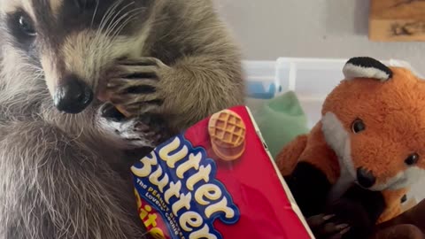 Raccoon Finds New Favourite Snack