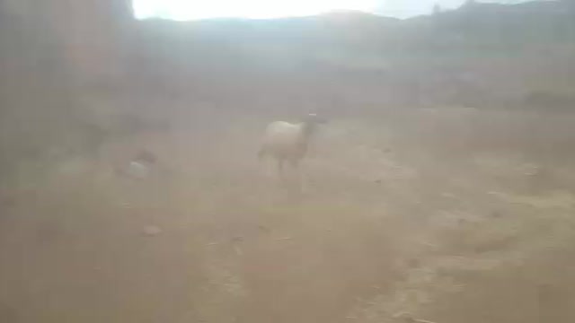 Sheep graze