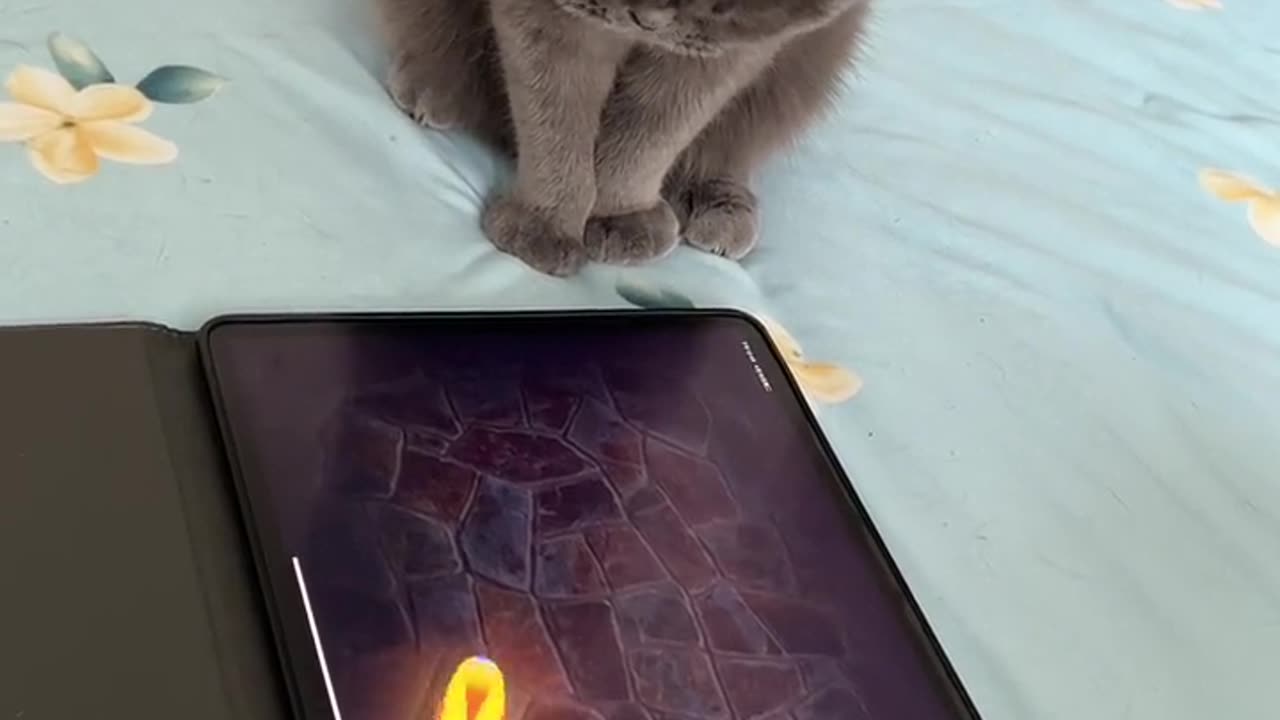 Cat playing game in the Tablet #shorts #viral #rumble