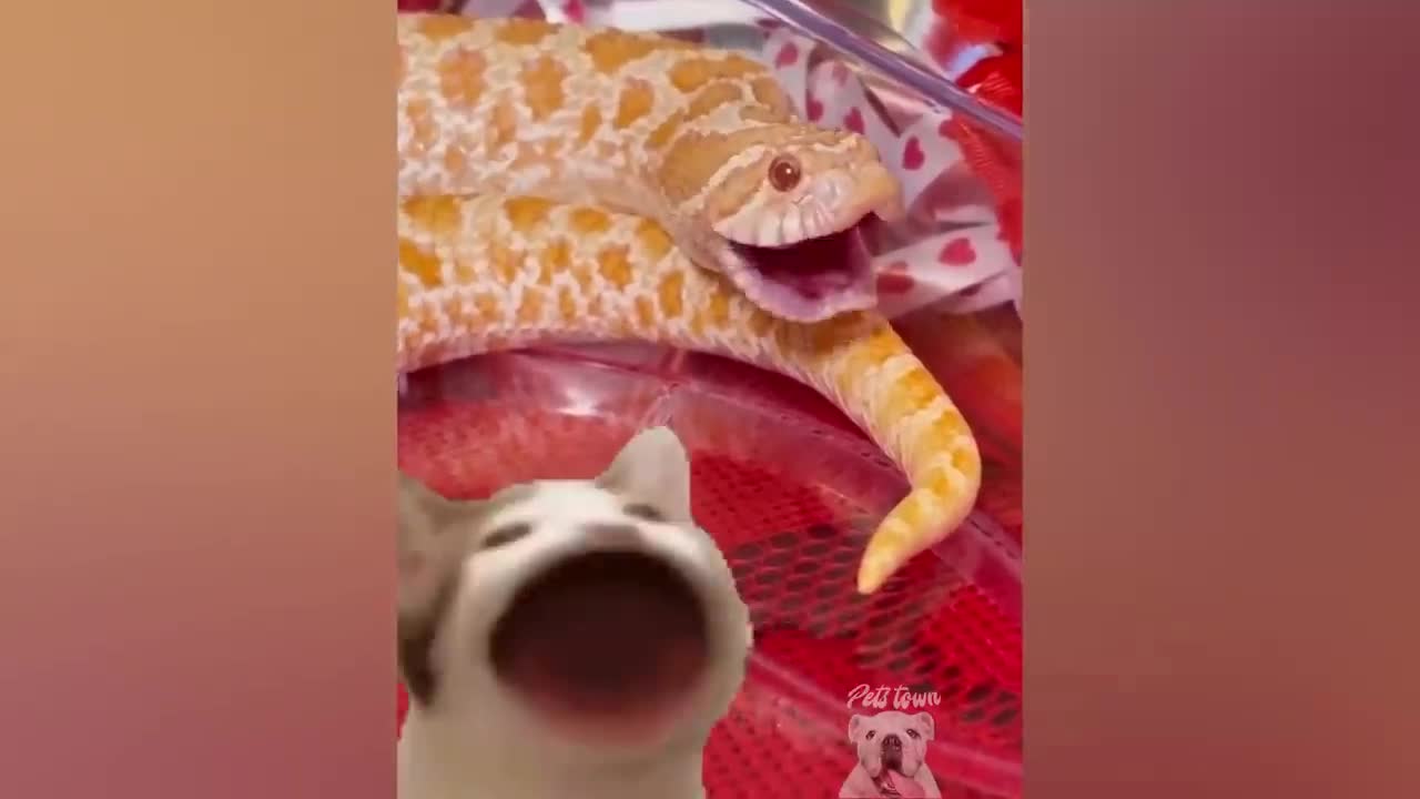 Snakes can be cute too !!