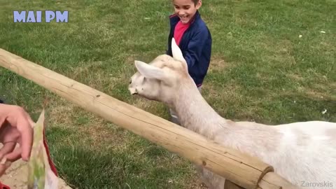 Super Funny Moments Human and Animals Fails scene 1