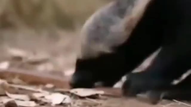 WILD ANIMALS HUNTING PREY COMPILATION RELAX FOR LIFE ​​​#41