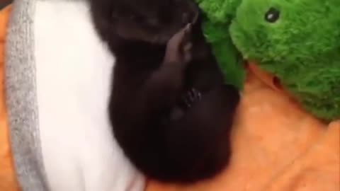 FUNNY ANIMALS VIDEOS - 006