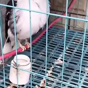 I just bought a worm powered alarm