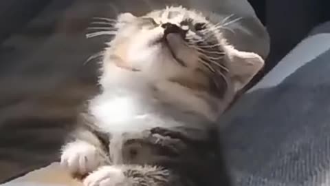 Funny cat video 2022🤣