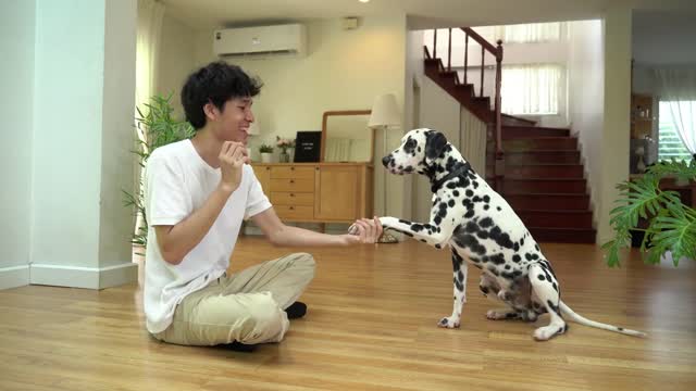 Boy Play With Dog