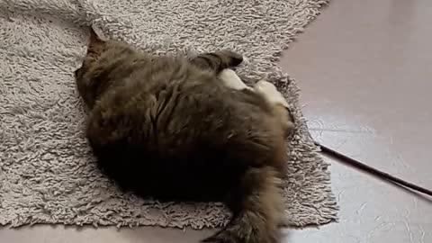 Funny cat sleeping