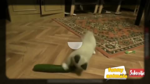 this cat is supernatural, just grabbed the cucumber omg