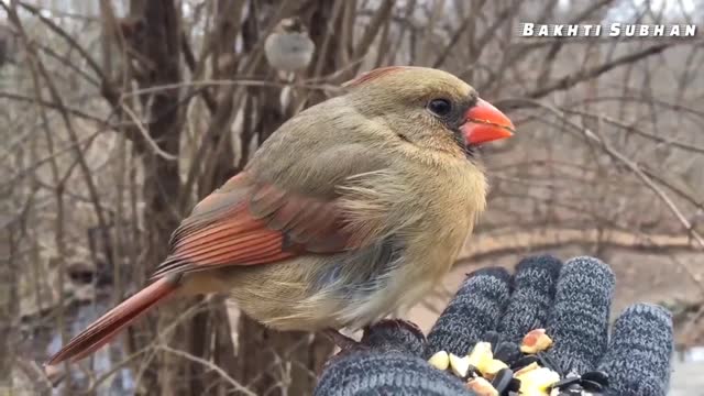 Beautiful birds eating grains