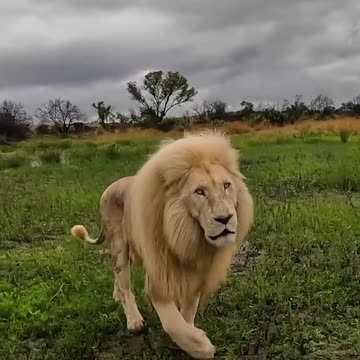 White Lions FIGHT and ROAR