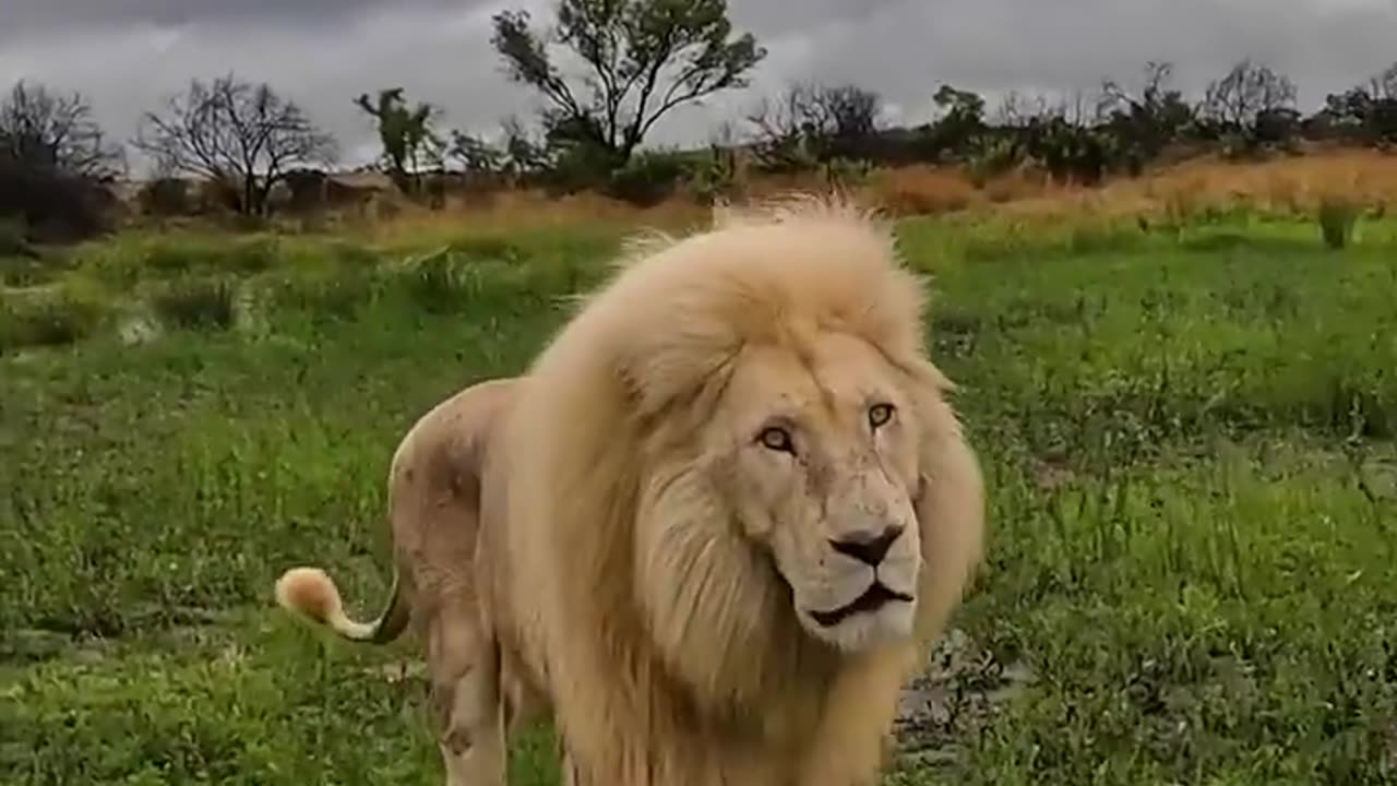 White Lions FIGHT and ROAR