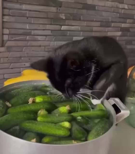 Normal cat shenanigans until caught 🤣