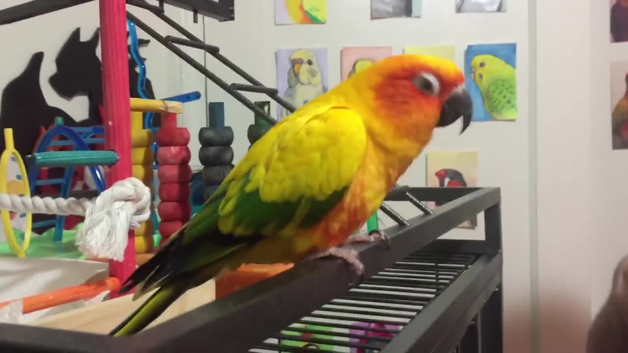 Mango enjoys the sounds of an ocarina