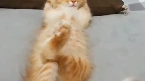 Funny cat laying on bed