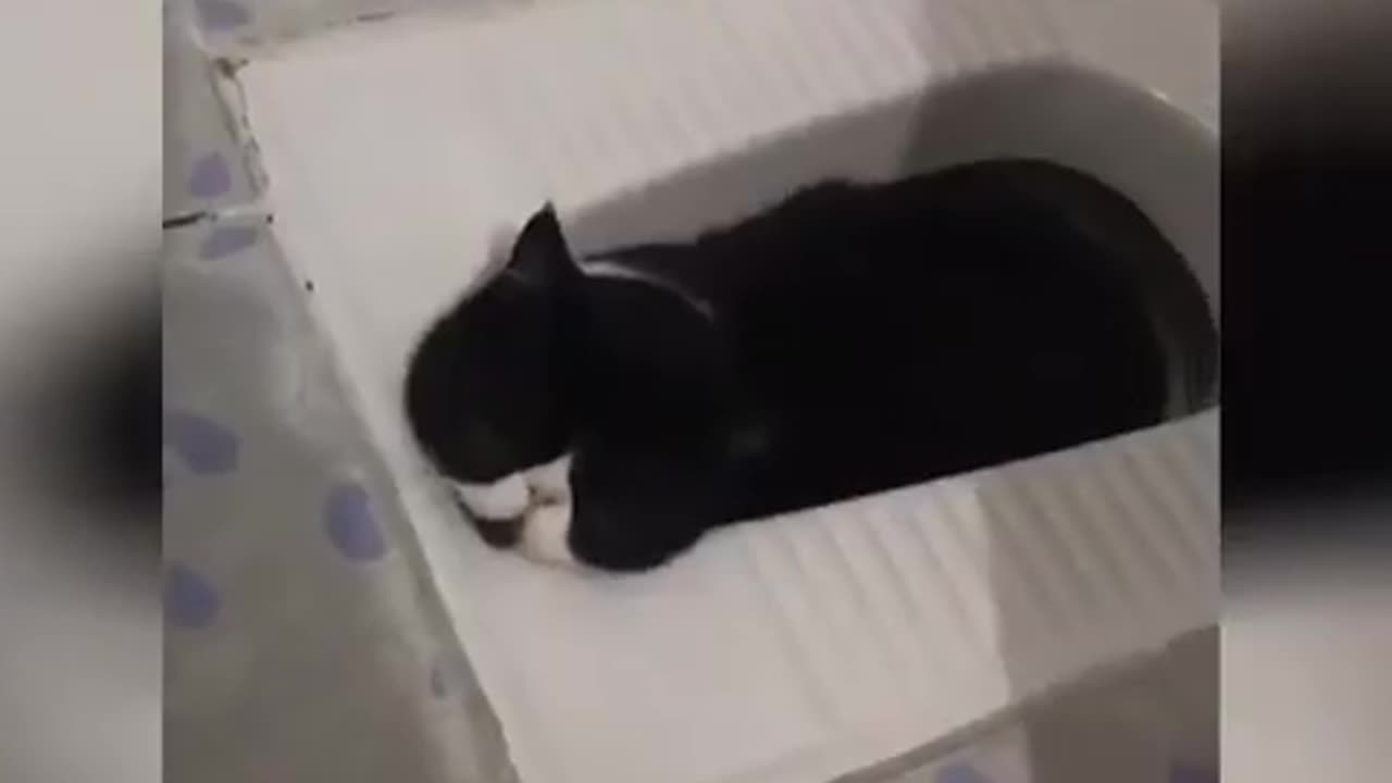 cute cat funny kitten videos | Funny Cat Videos | Funbytarun02