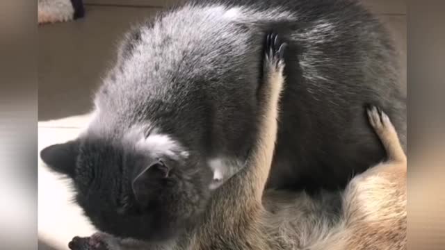 Meerkat Benny and cat Lucy became best friends