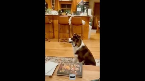 Try Not to Laugh - Funny Cat and Dog Situation Video 🤣