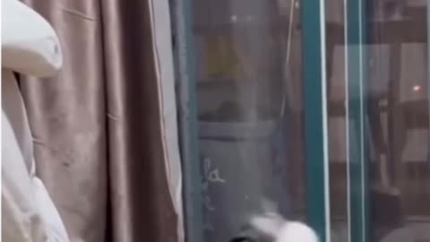 Guess what the cat told the other cat