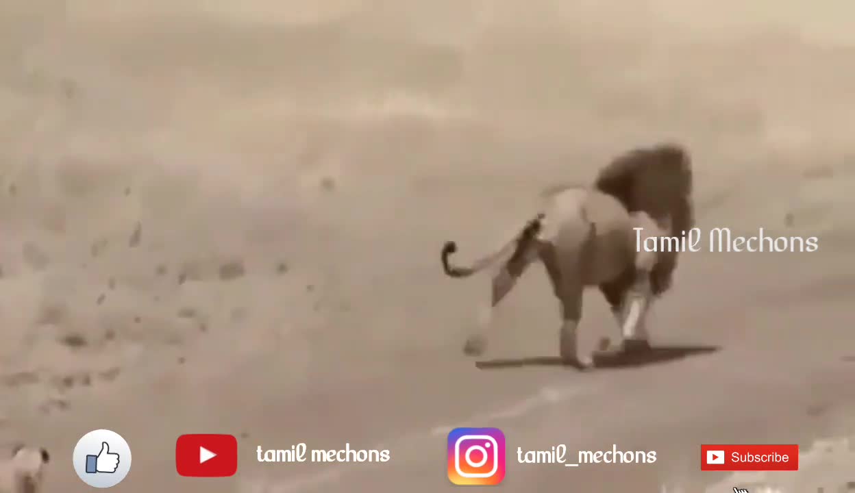 Tamil funny video with Lion