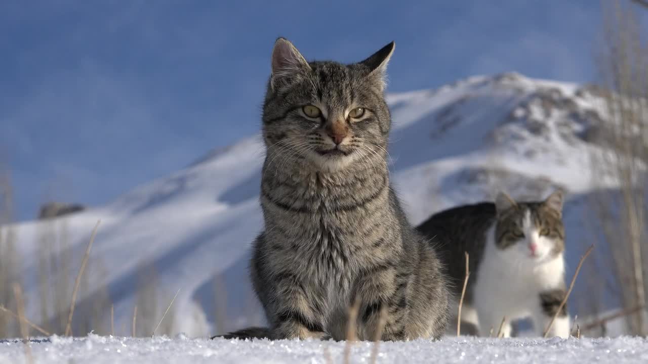 A couple of cats in the snow 2021.Two cute cats