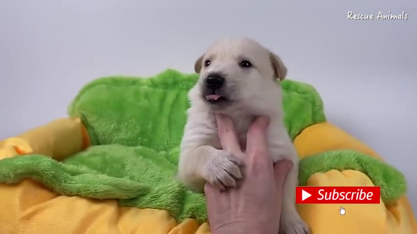 Starving Puppy Saved The World still have Some care and love