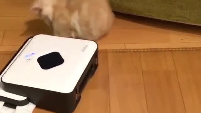 The cat and his new car
