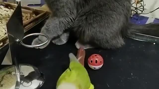 The best video of a canary playing basketball next to a cat