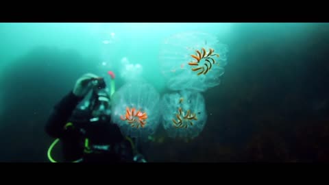 Seal plays with a diver. Beautiful underwater world