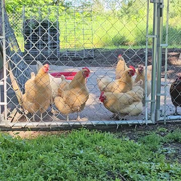 OMC! These poor little chickens need more subscribers and viewers to survive! Thank you all! #shorts