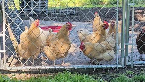 OMC! These poor little chickens need more subscribers and viewers to survive! Thank you all! #shorts