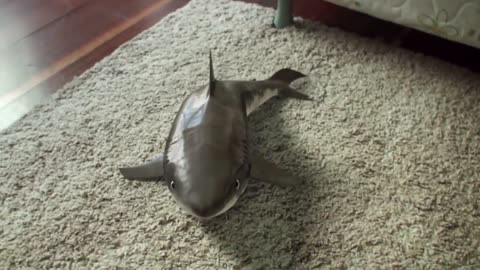 Funny Shark Cute Baby Animals 2020