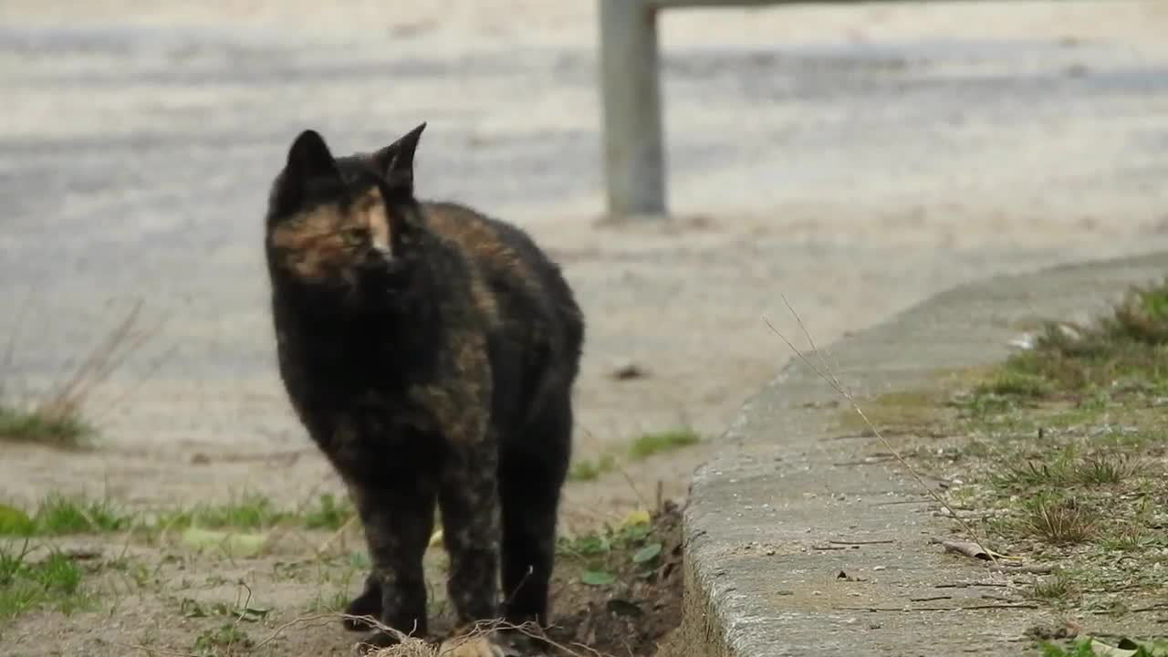 Browny Cat
