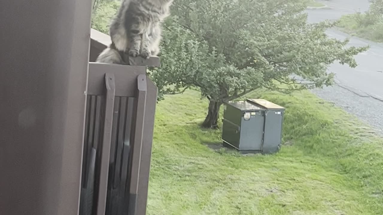 Nosey Cat Neighbor