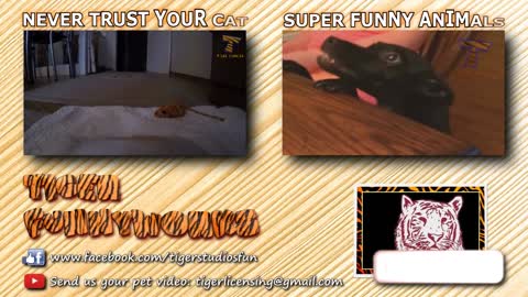 Funny CAT`S