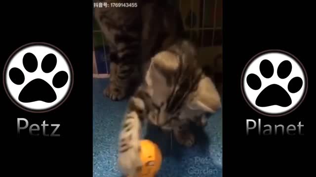Cute cats shorts video
